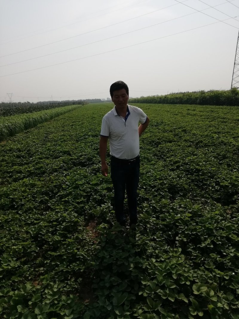 草莓苗:章姬牛奶草莓苗。隋珠，宁玉，红颜，粉玉二号草莓苗