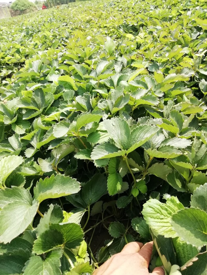 草莓苗:章姬牛奶草莓苗。隋珠，宁玉，红颜，粉玉二号草莓苗