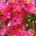 原生紫薇桂花对节白蜡桩