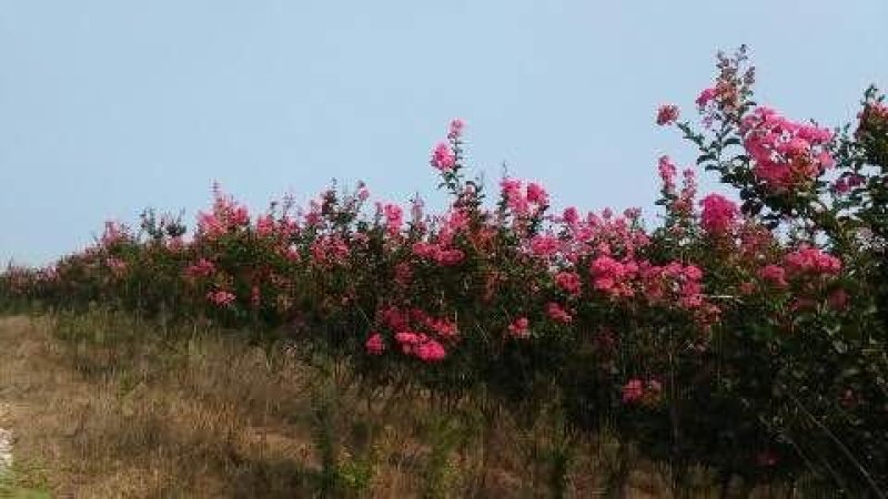 原生紫薇桂花对节白蜡桩