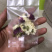 玫瑰菊花茶，批发花茶，组合茶