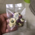 玫瑰菊花茶，批发花茶，组合茶