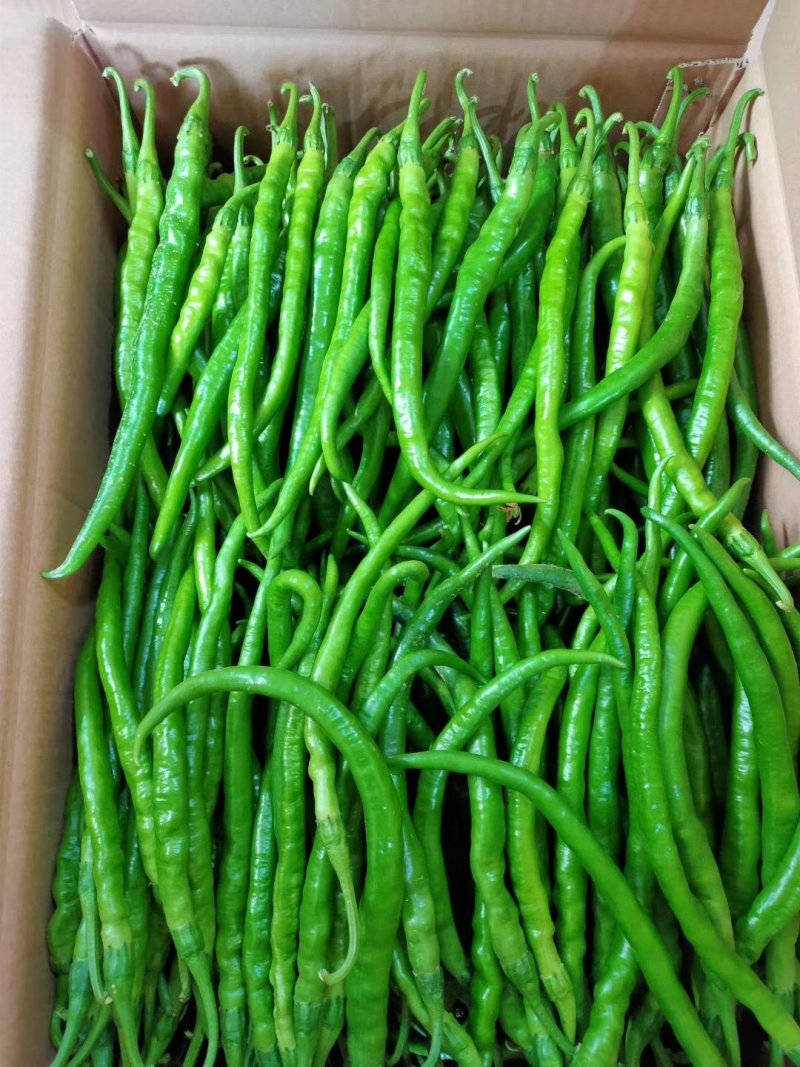 精品二荆条辣椒对接全国产地助农货源充足欢迎咨询