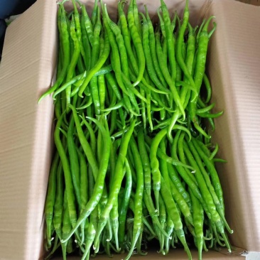 精品二荆条辣椒对接全国产地助农货源充足欢迎咨询