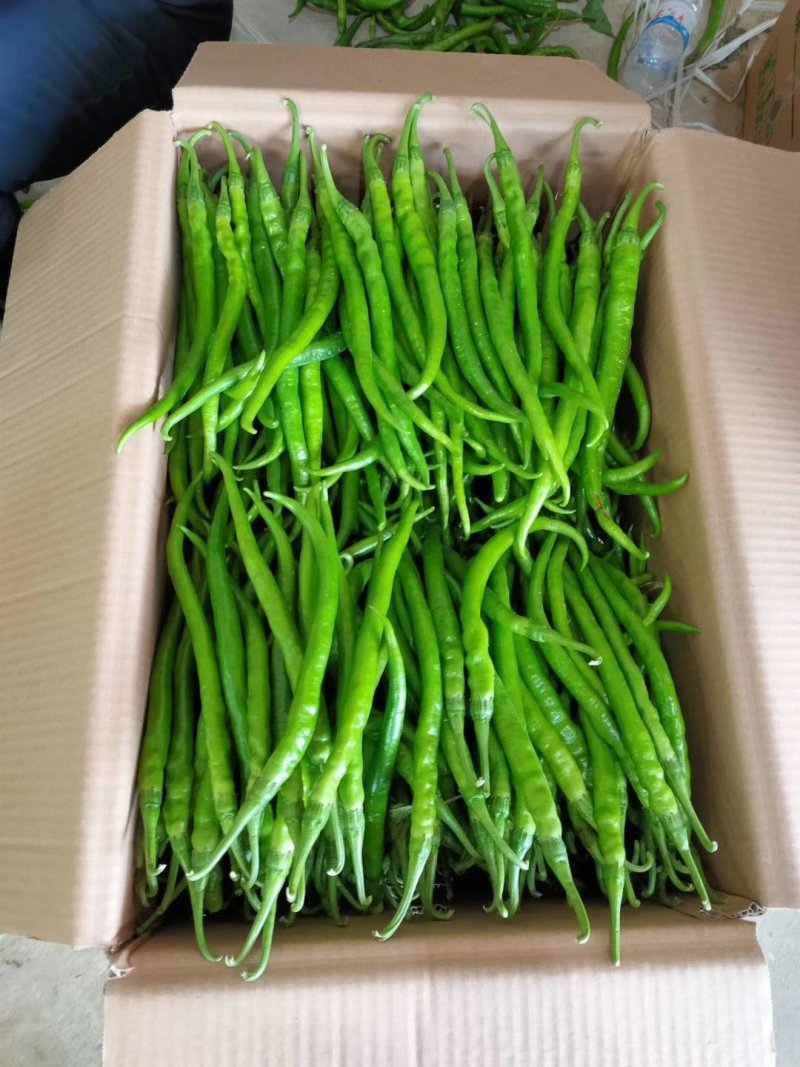 精品二荆条辣椒对接全国产地助农货源充足欢迎咨询