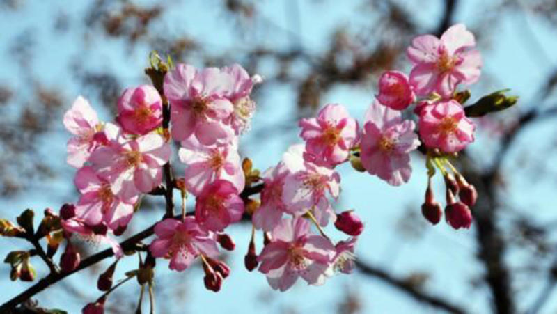 樱花樱花种子日本樱花种子山樱种子大红山樱花种子四季播种耐