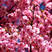 樱花樱花种子日本樱花种子山樱种子大红山樱花种子四季播种耐
