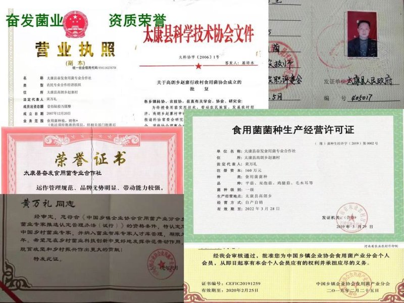 平菇菌种平菇栽培种枝条菌种平菇三级菌种姬菇枝条菌种