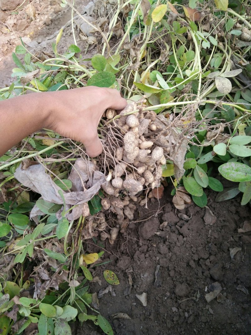 新鲜花生，大量种植，颗粒大，保米
