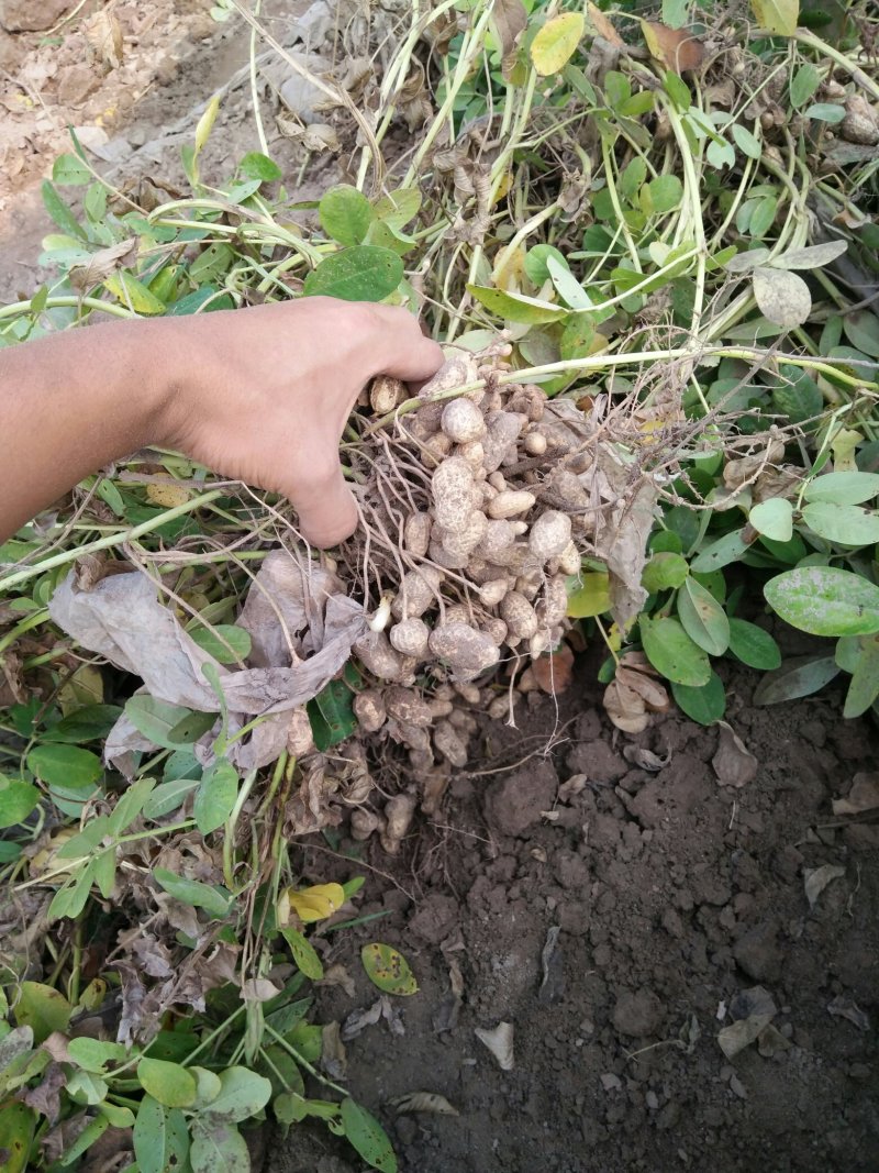 新鲜花生，大量种植，颗粒大，保米