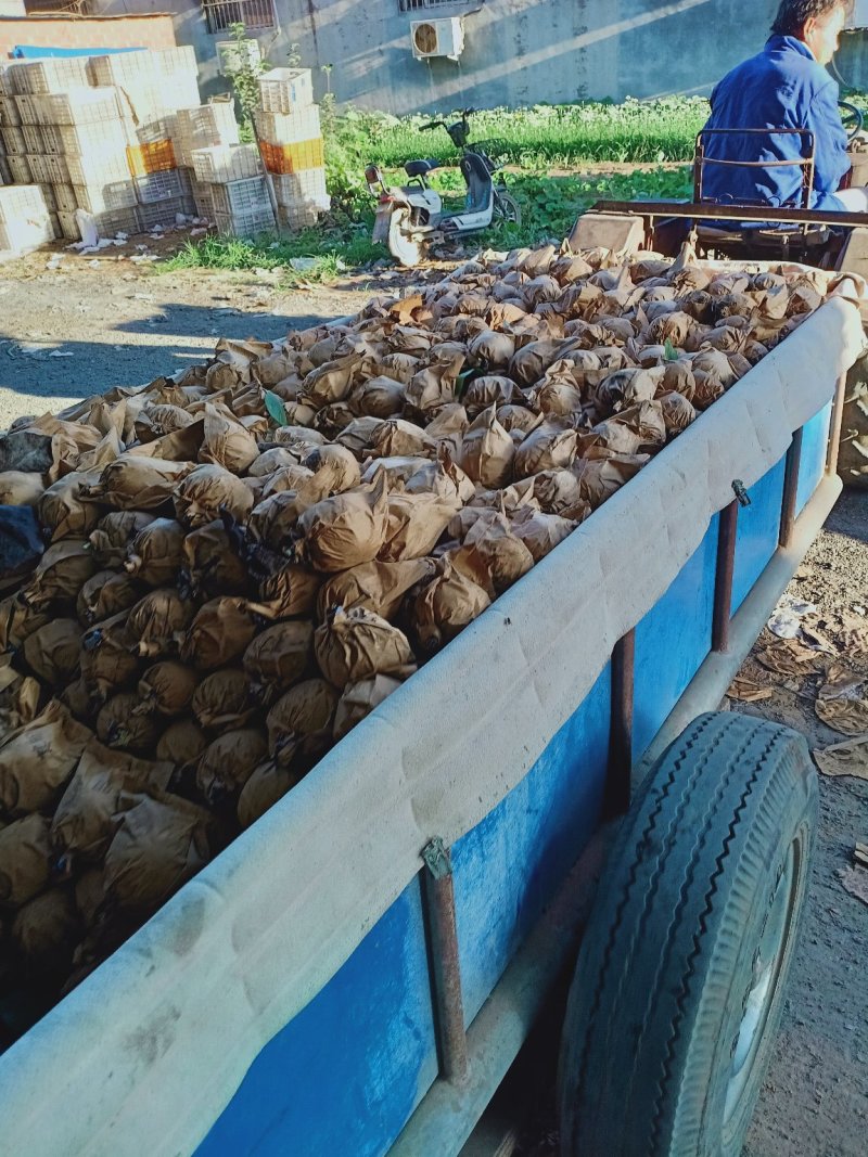 原装袋皇冠梨量大河北优质皇冠梨果皮细腻