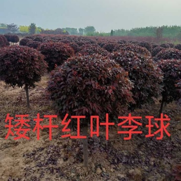 供应矮杆红叶李球，精品矮杆红叶李球