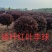 供应矮杆红叶李球，精品矮杆红叶李球