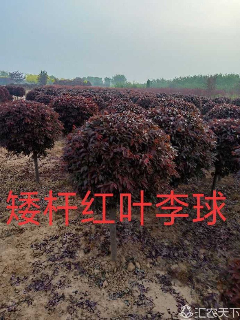 供应矮杆红叶李球，精品矮杆红叶李球
