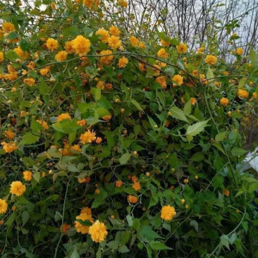 大量供应棣棠，从生黄花棣棠绿化工程苗