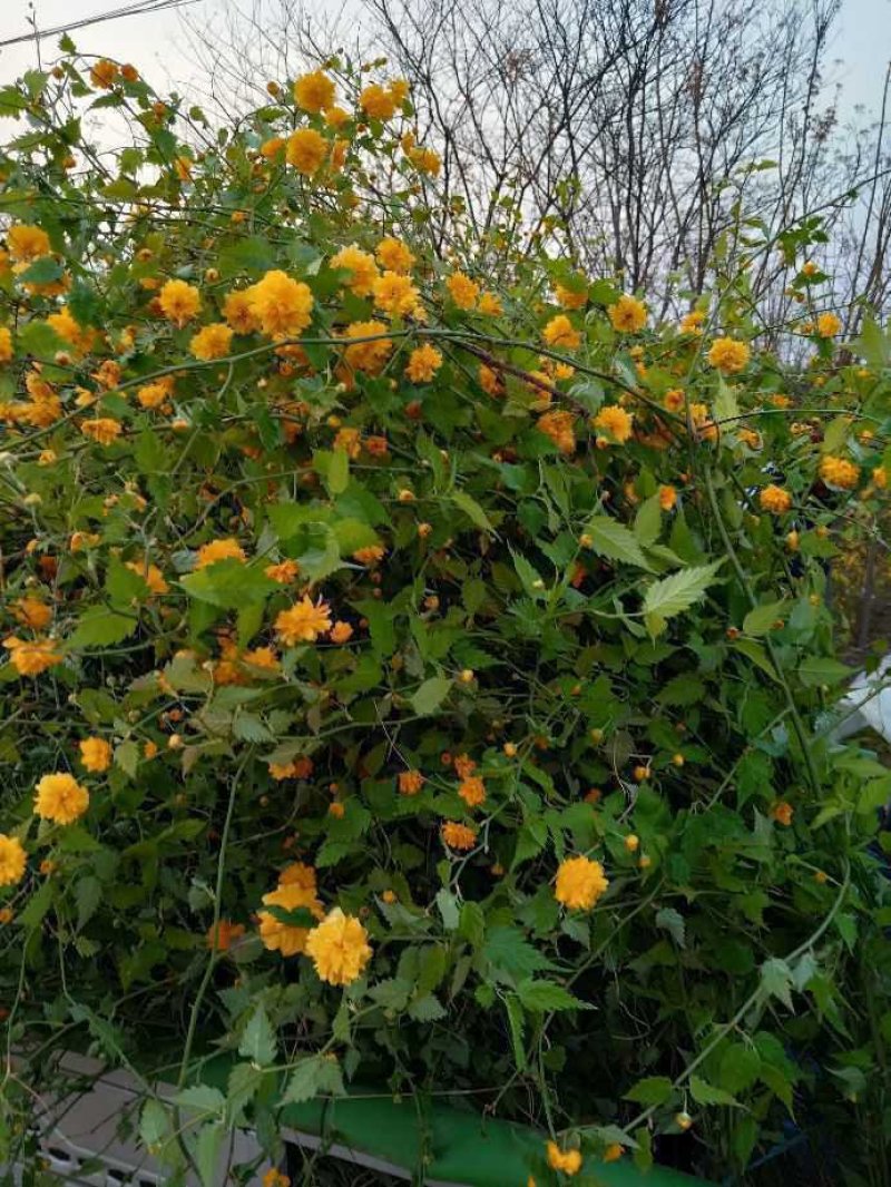 大量供应棣棠，从生黄花棣棠绿化工程苗