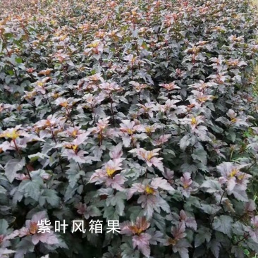 供应紫叶风箱果，紫叶风箱果工程苗