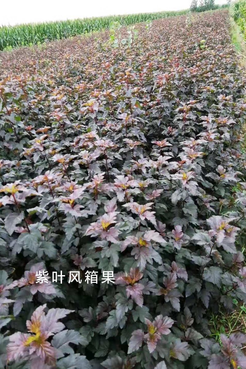 供应紫叶风箱果，紫叶风箱果工程苗