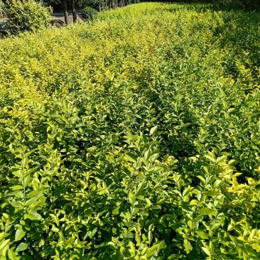 大量供应金叶风箱果，紫叶风箱果，绿化工程苗