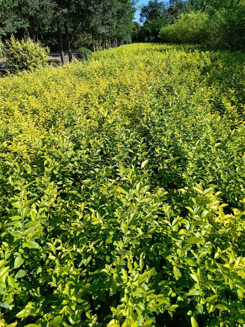 大量供应金叶风箱果，紫叶风箱果，绿化工程苗