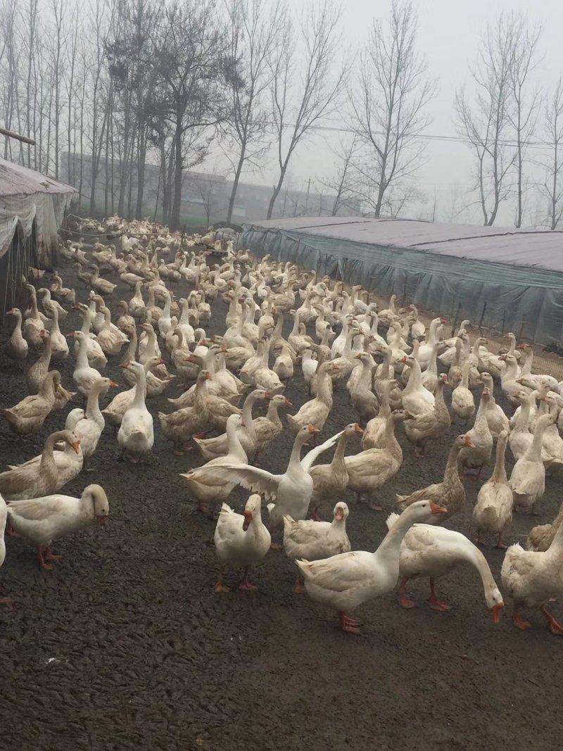 鹅苗，大三花鹅苗，常年出售
