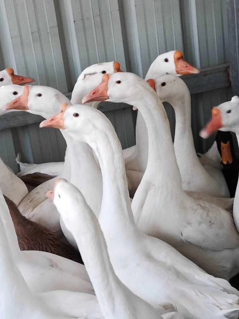 鹅苗，大三花鹅苗，常年出售