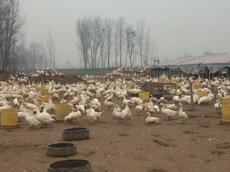鹅苗，大三花鹅苗，常年出售