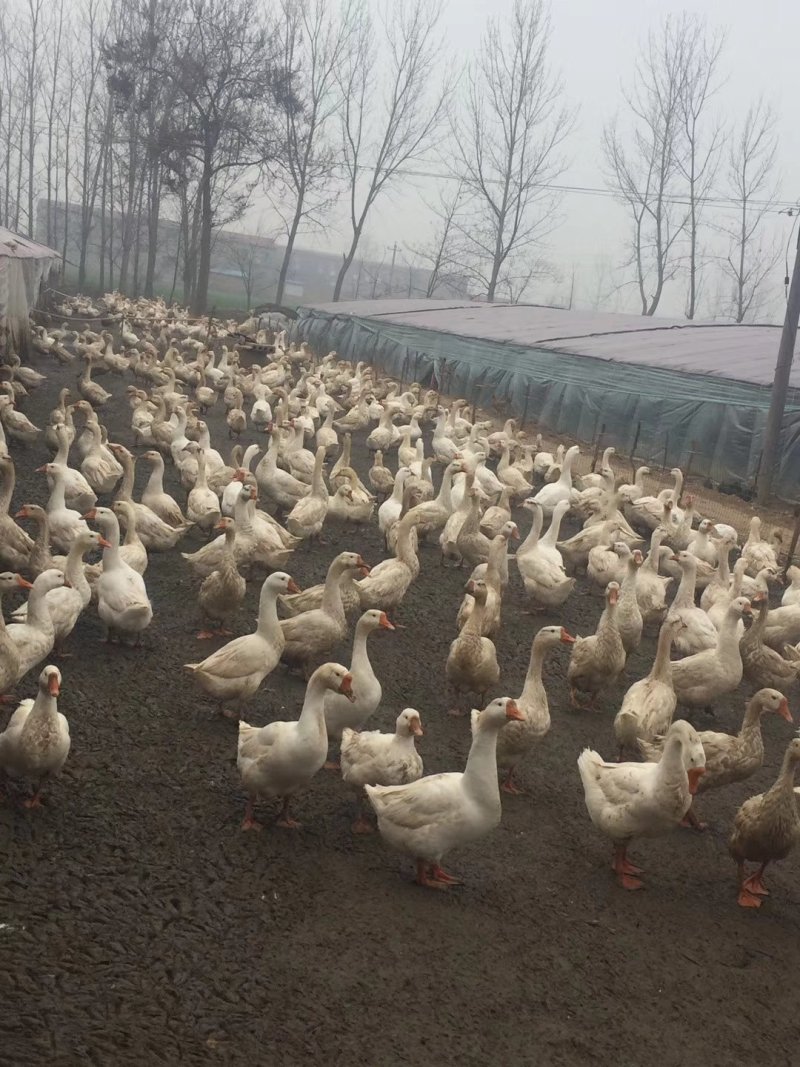 鹅苗，大三花鹅苗，常年出售