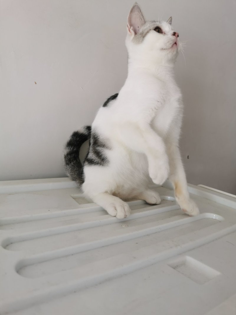 全款600元转让自家养超白美短虎斑猫