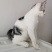 全款600元转让自家养超白美短虎斑猫