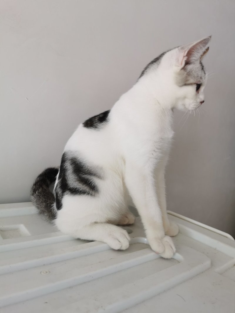 全款600元转让自家养超白美短虎斑猫