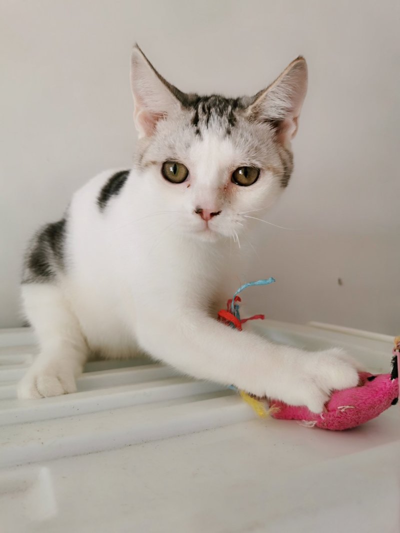 全款600元转让自家养超白美短虎斑猫
