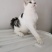 全款600元转让自家养超白美短虎斑猫