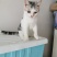 全款600元转让自家养超白美短虎斑猫