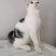 全款600元转让自家养超白美短虎斑猫