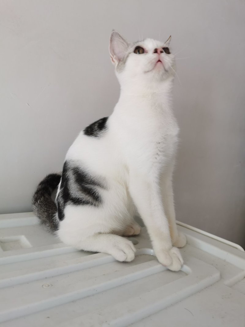 全款600元转让自家养超白美短虎斑猫