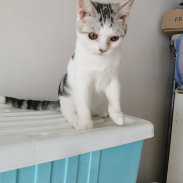 全款600元转让自家养超白美短虎斑猫