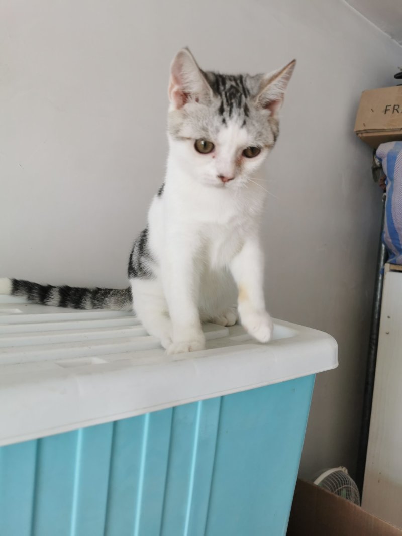 全款600元转让自家养超白美短虎斑猫