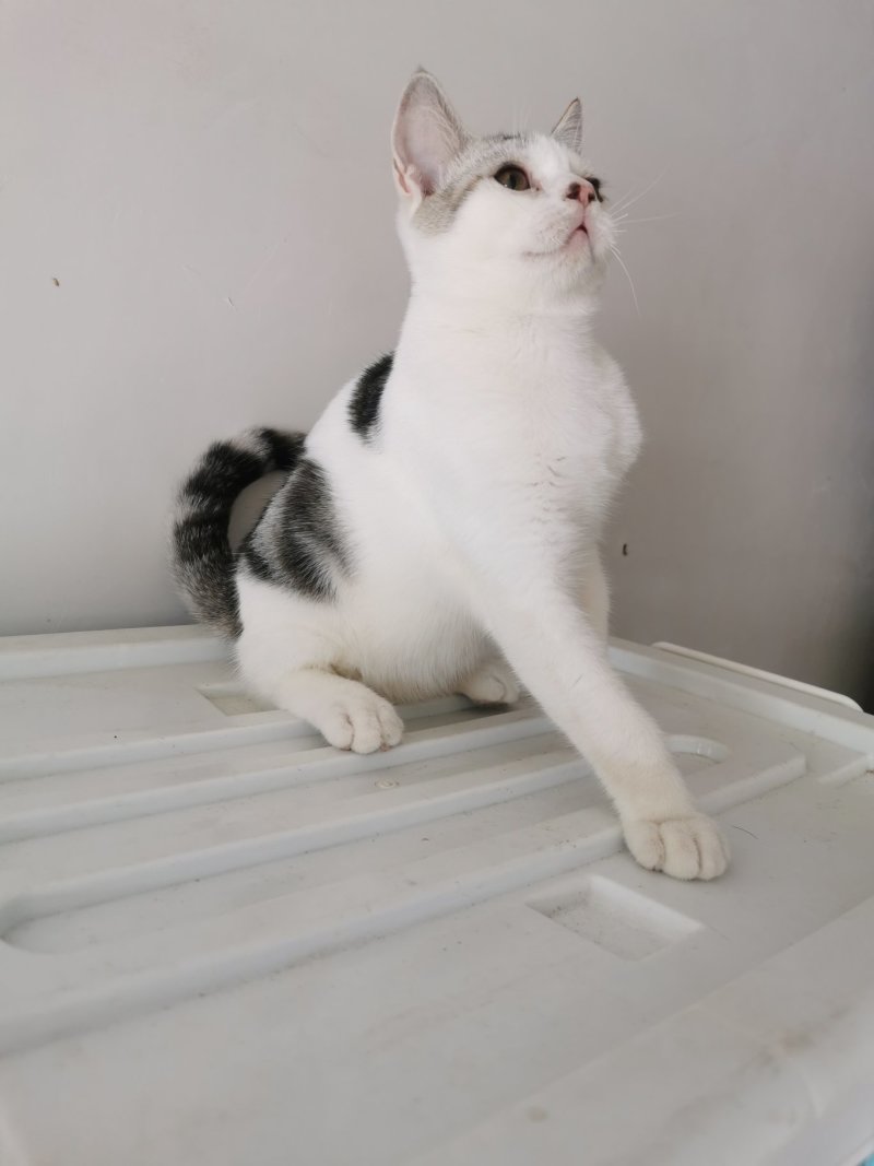 全款600元转让自家养超白美短虎斑猫