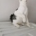 全款600元转让自家养超白美短虎斑猫