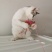 全款600元转让自家养超白美短虎斑猫