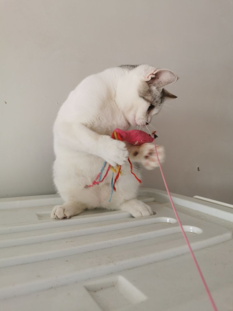 全款600元转让自家养超白美短虎斑猫