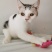 全款600元转让自家养超白美短虎斑猫