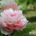 牡丹花，重瓣观赏牡丹，菏泽基地销售，现要现挖，保品种