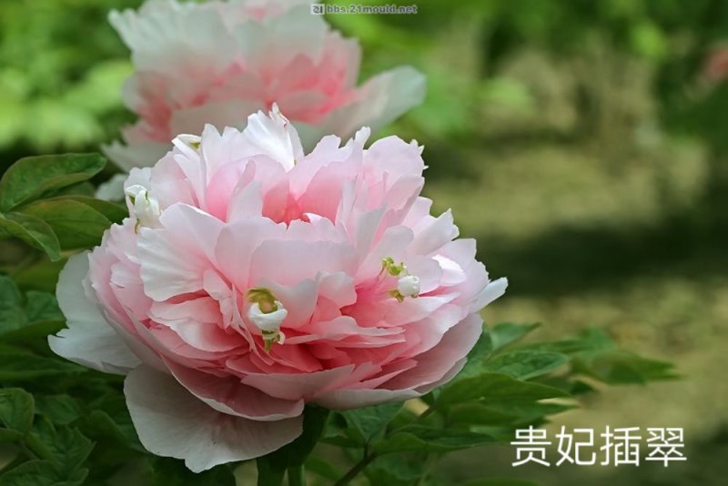 牡丹花，重瓣观赏牡丹，菏泽基地销售，现要现挖，保品种