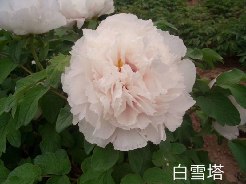 牡丹花，重瓣观赏牡丹，菏泽基地销售，现要现挖，保品种