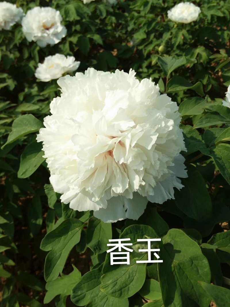 牡丹花，重瓣观赏牡丹，菏泽基地销售，现要现挖，保品种