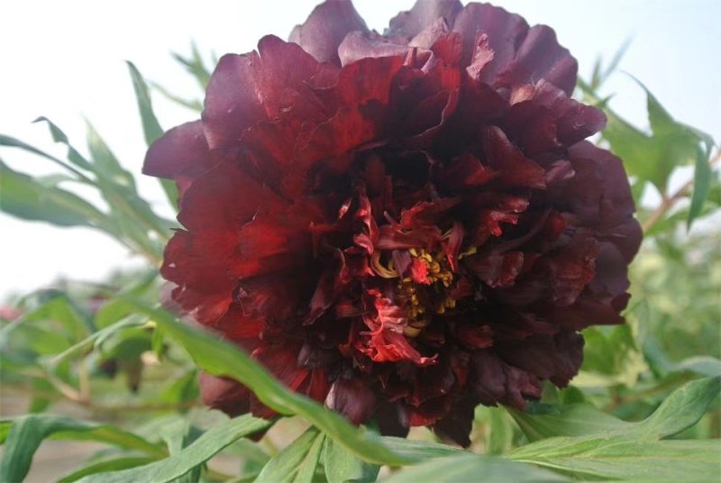 牡丹花，重瓣观赏牡丹，菏泽基地销售，现要现挖，保品种