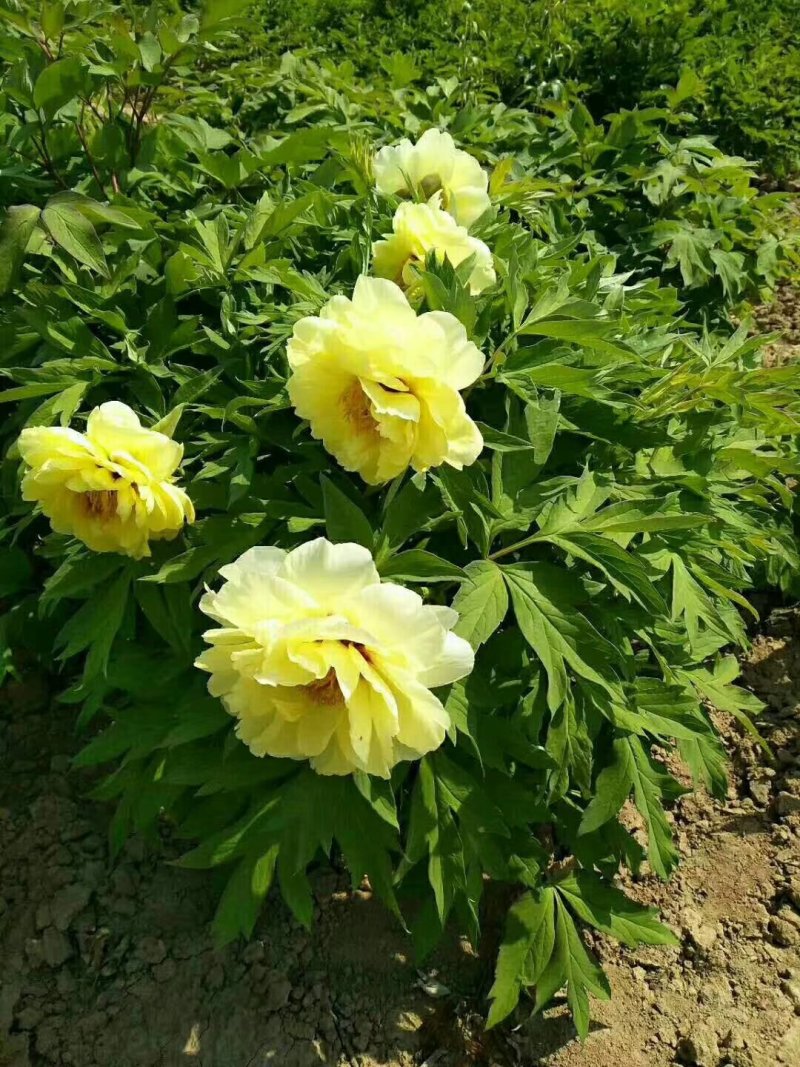 牡丹花，重瓣观赏牡丹，菏泽基地销售，现要现挖，保品种