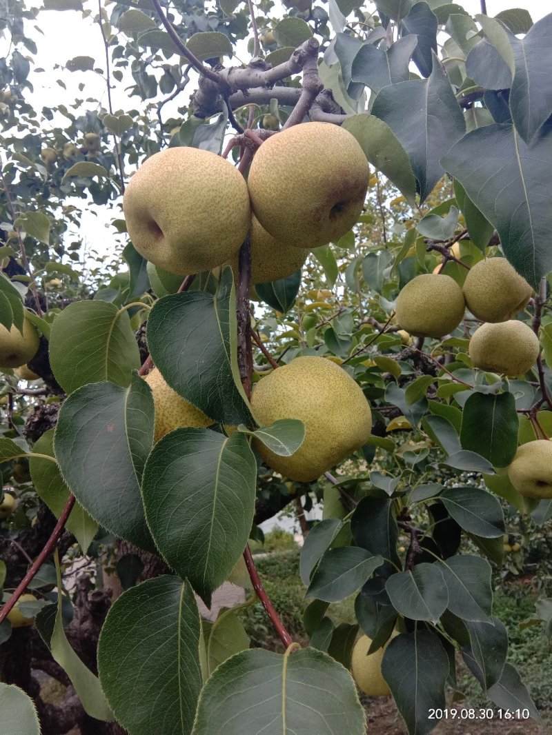 安徽阜阳市临泉滑集新鲜酥梨口感脆甜果面好看，百年老树